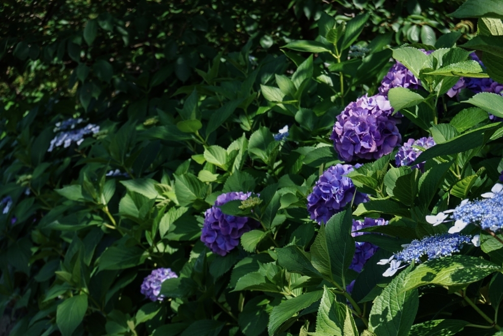 f:id:Studiocedarv:20180623091955j:plain f:id:Studiocedarv:20180623091955j:plain