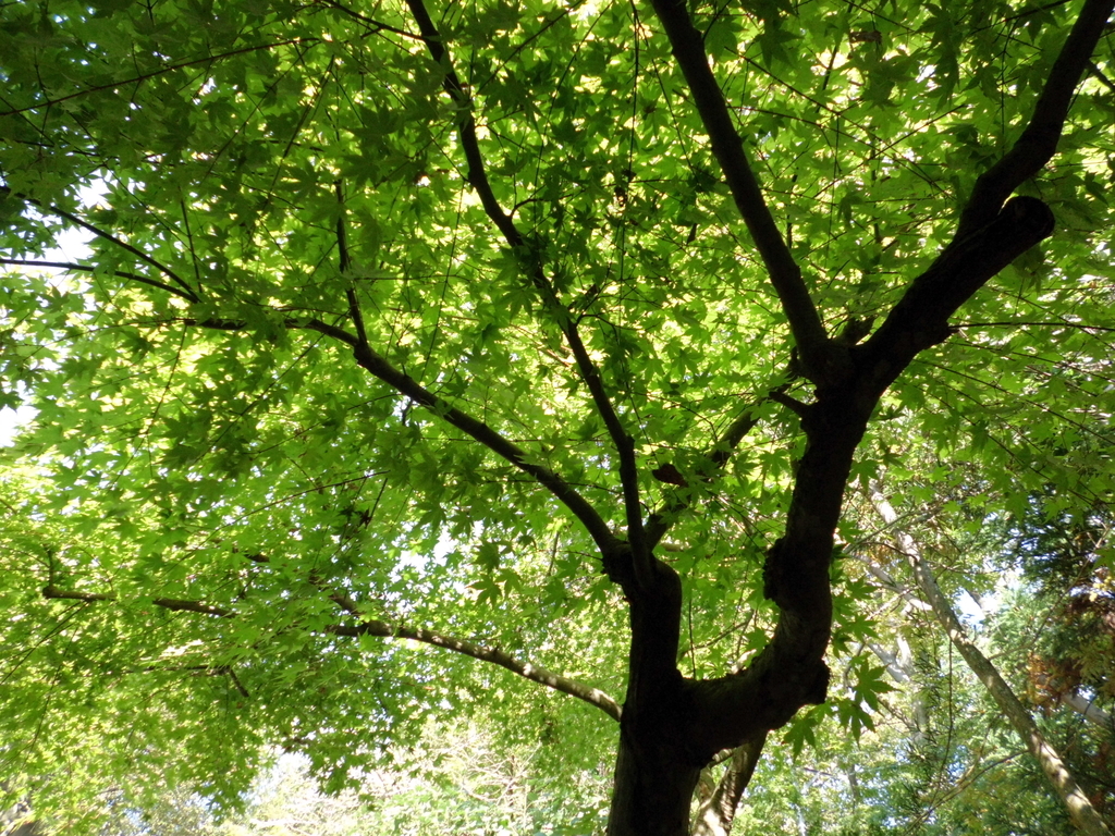 f:id:Studiocedarv:20181031191101j:plain f:id:Studiocedarv:20181031191101j:plain