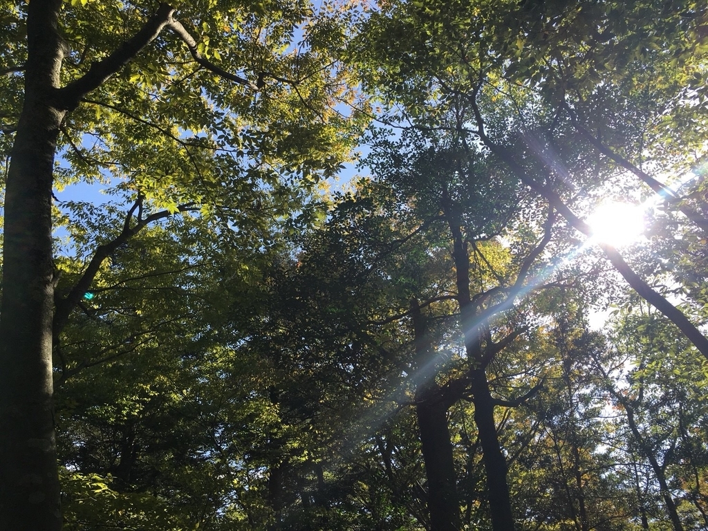 f:id:Studiocedarv:20181031193336j:plain f:id:Studiocedarv:20181031193336j:plain