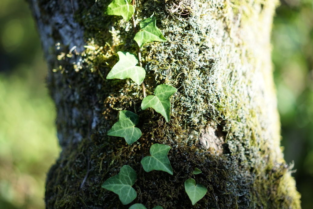 f:id:Studiocedarv:20181031193402j:plain f:id:Studiocedarv:20181031193402j:plain