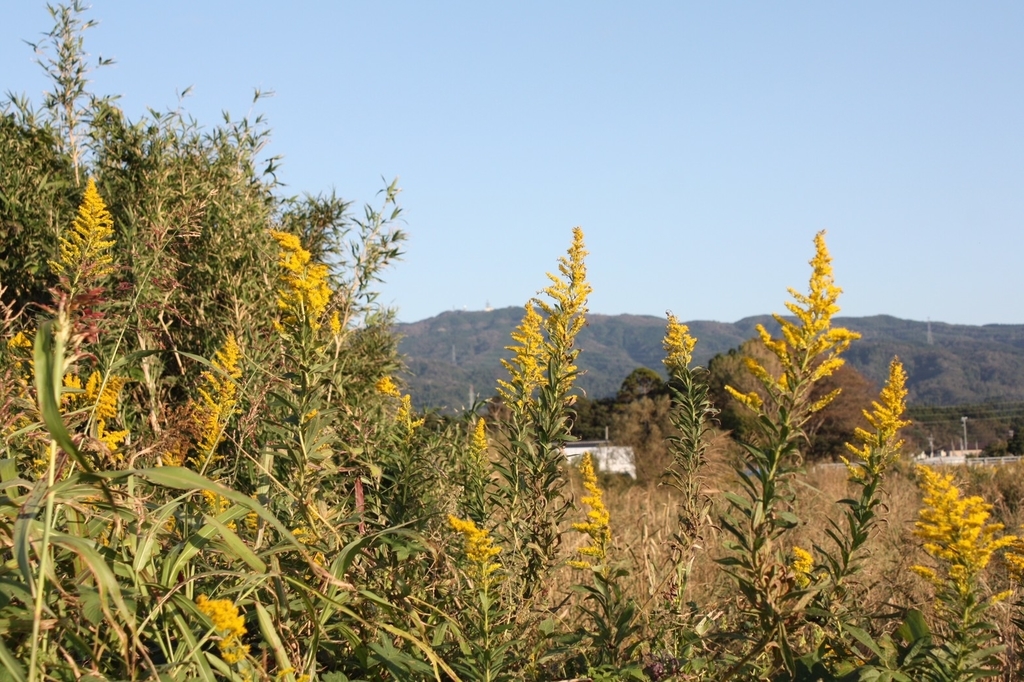 f:id:Studiocedarv:20181031194720j:plain f:id:Studiocedarv:20181031194720j:plain