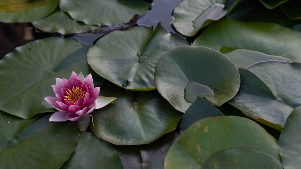 f:id:Studiocedarv:20181031194942j:plain f:id:Studiocedarv:20181031194942j:plain