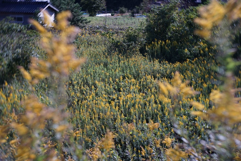 f:id:Studiocedarv:20181031195015j:plain f:id:Studiocedarv:20181031195015j:plain