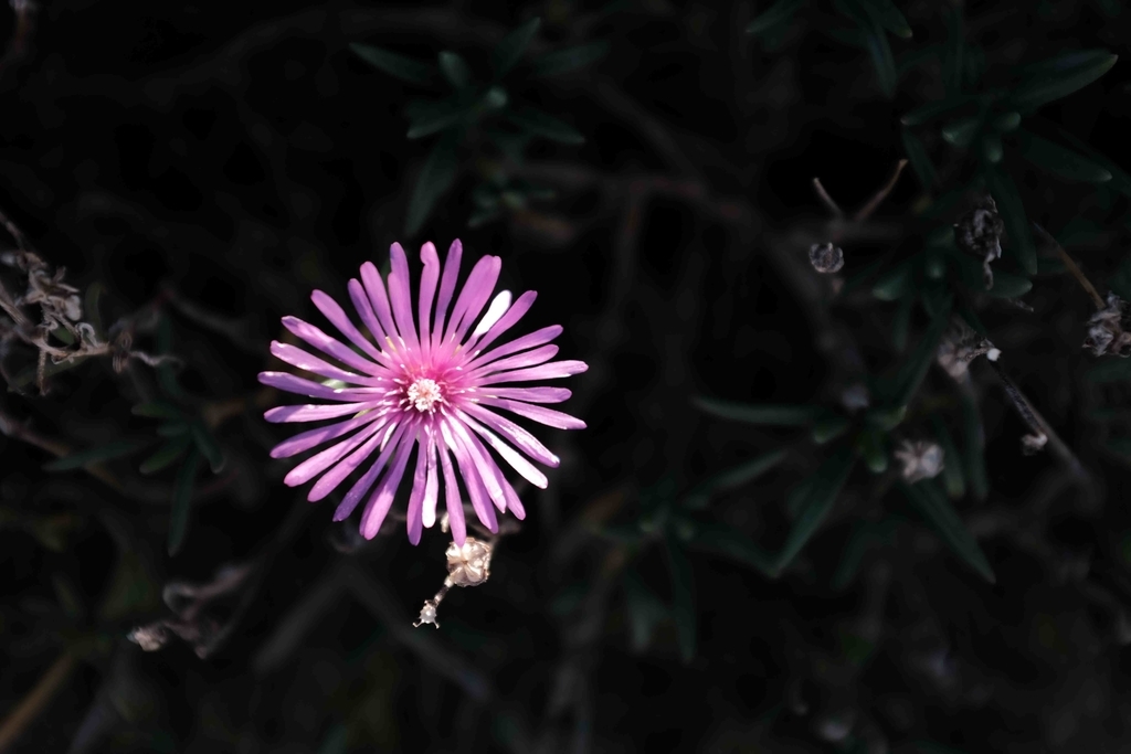 f:id:Studiocedarv:20181031195033j:plain f:id:Studiocedarv:20181031195033j:plain