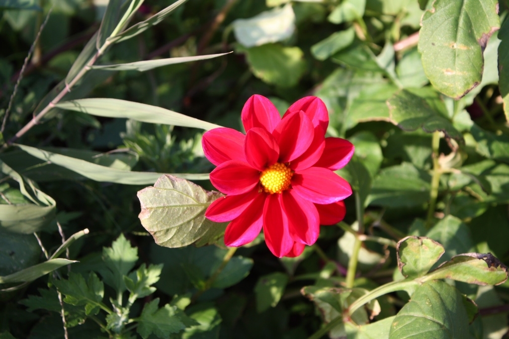 f:id:Studiocedarv:20181031195104j:plain f:id:Studiocedarv:20181031195104j:plain