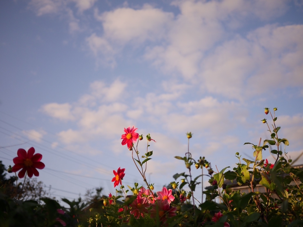 f:id:Studiocedarv:20181031195109j:plain f:id:Studiocedarv:20181031195109j:plain