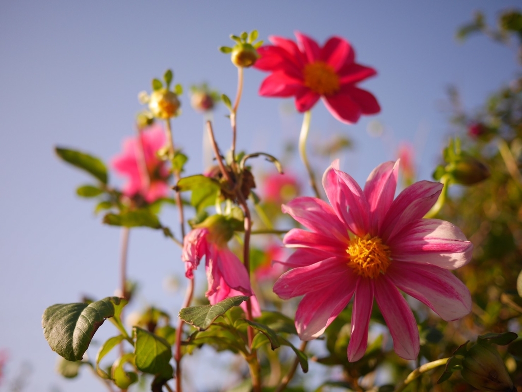 f:id:Studiocedarv:20181031195118j:plain f:id:Studiocedarv:20181031195118j:plain