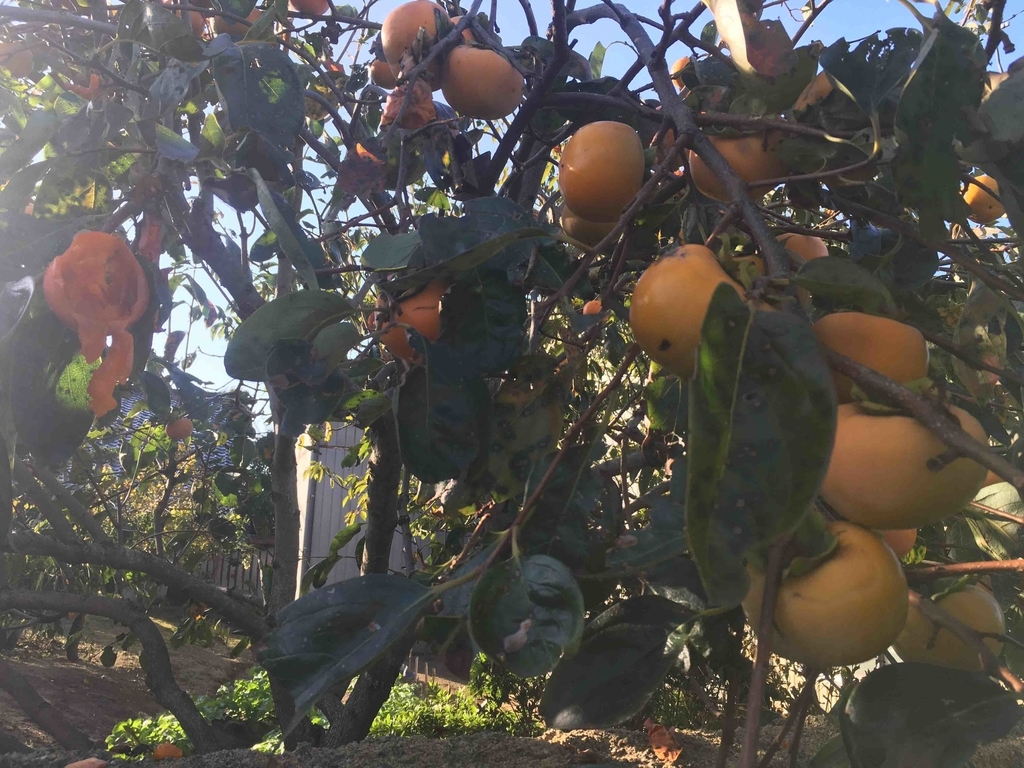 f:id:Studiocedarv:20181031195127j:plain f:id:Studiocedarv:20181031195127j:plain