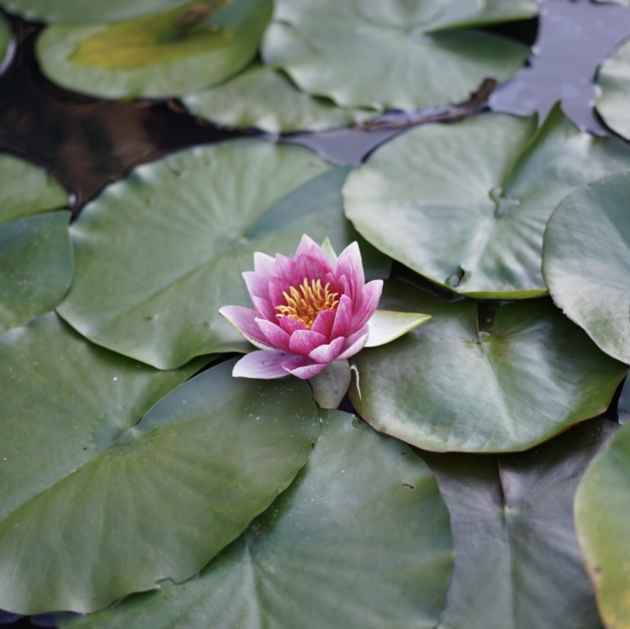 f:id:Studiocedarv:20181031195137j:plain f:id:Studiocedarv:20181031195137j:plain