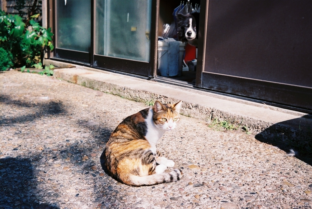 f:id:Studiocedarv:20181031195851j:plain f:id:Studiocedarv:20181031195851j:plain