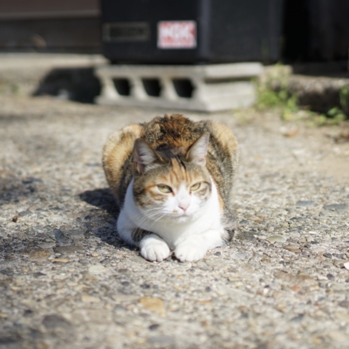 f:id:Studiocedarv:20181031200158j:plain f:id:Studiocedarv:20181031200158j:plain