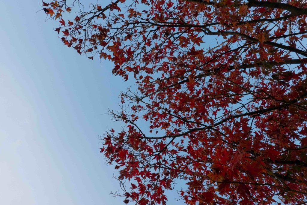 f:id:Studiocedarv:20181110194501j:plain f:id:Studiocedarv:20181110194501j:plain