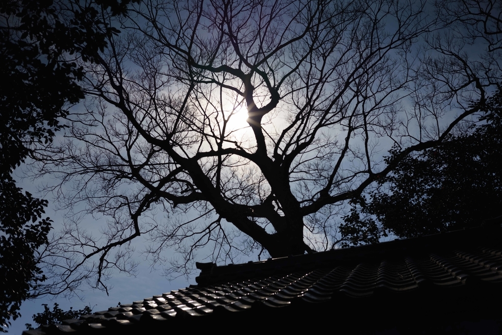 f:id:Studiocedarv:20190303095429j:plain f:id:Studiocedarv:20190303095429j:plain