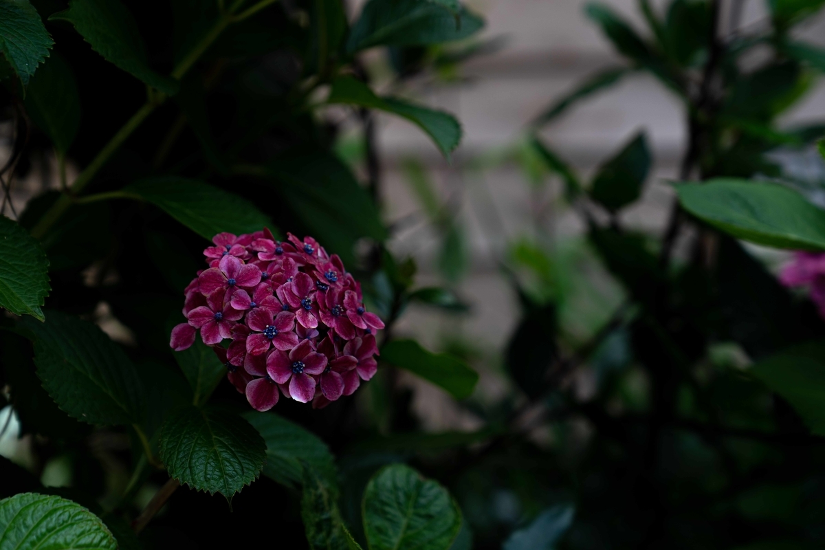 f:id:Studiocedarv:20190707170825j:plain f:id:Studiocedarv:20190707170825j:plain