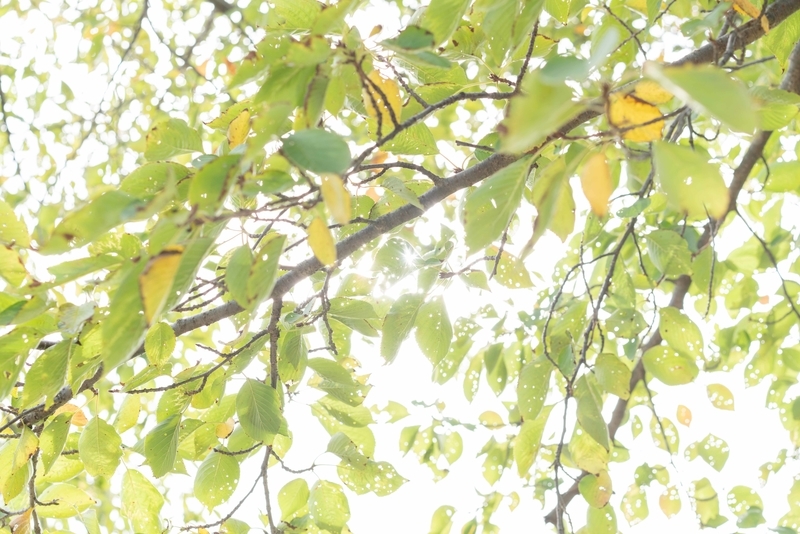 f:id:Studiocedarv:20191013221942j:plain f:id:Studiocedarv:20191013221942j:plain