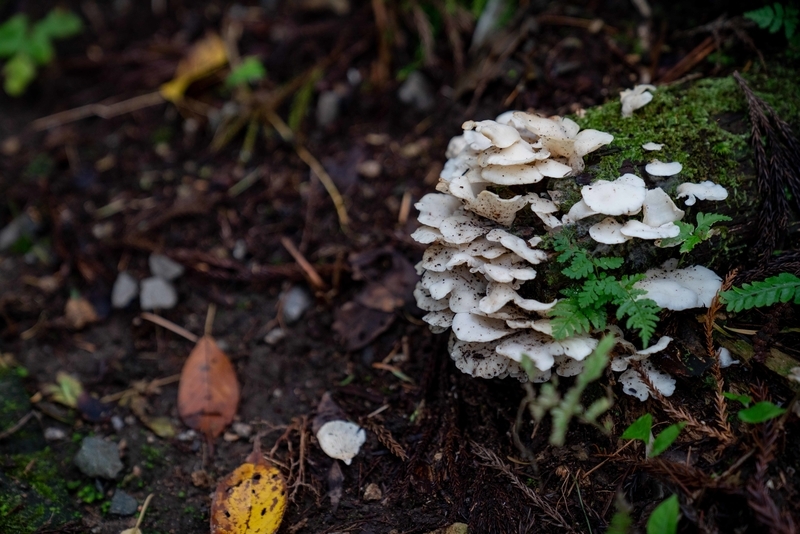 f:id:Studiocedarv:20191110230938j:plain