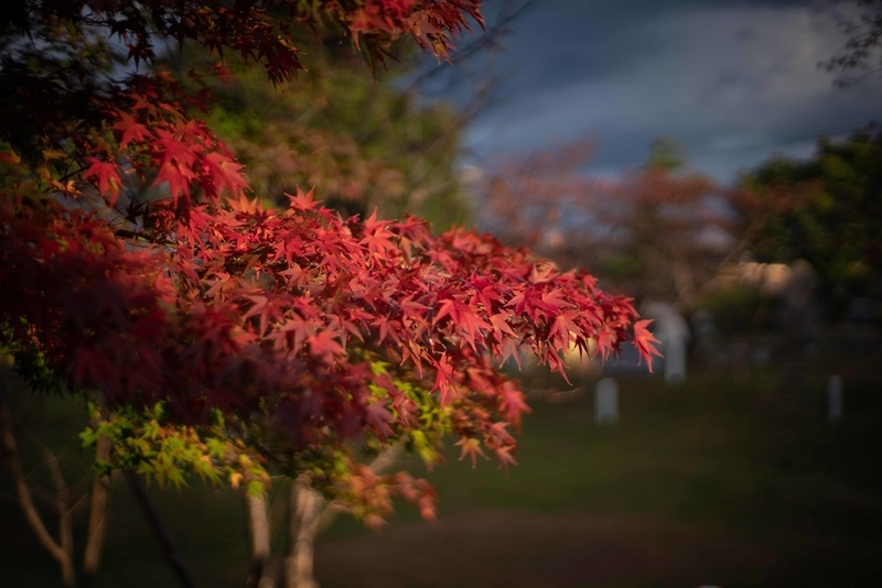 f:id:Studiocedarv:20191117090826j:plain