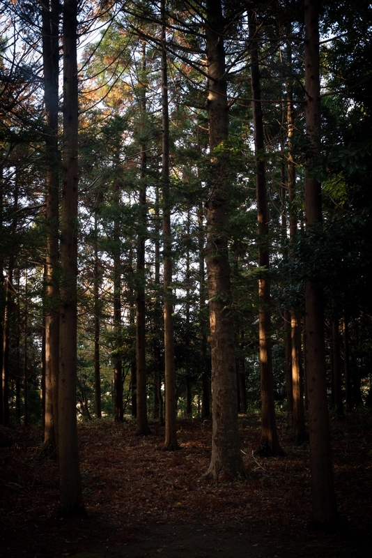 f:id:Studiocedarv:20191117091003j:plain