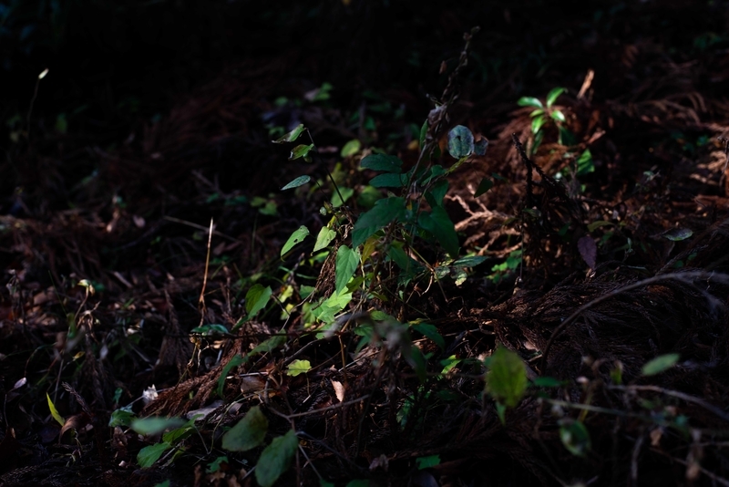 f:id:Studiocedarv:20191117091030j:plain