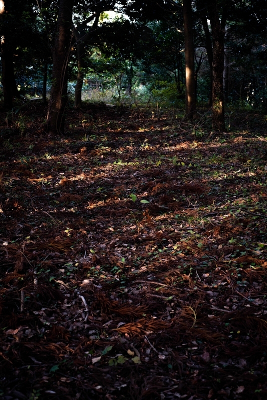 f:id:Studiocedarv:20191117091301j:plain