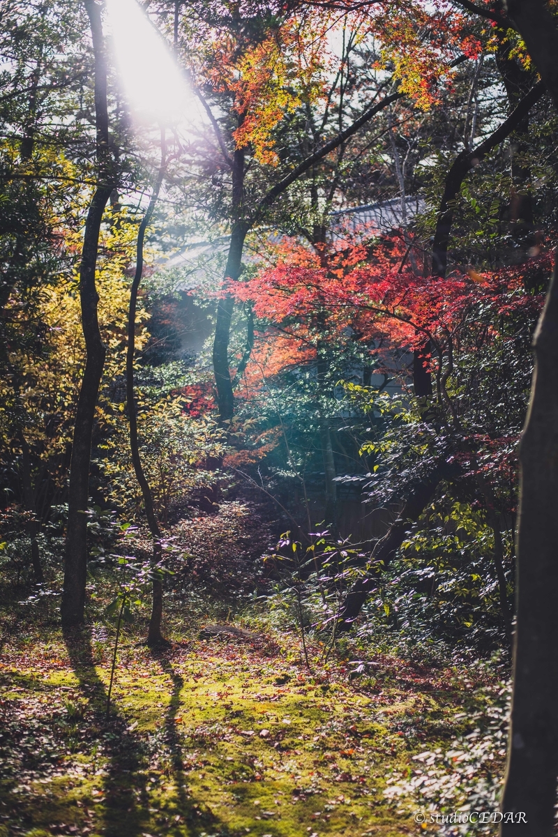f:id:Studiocedarv:20191130203932j:plain