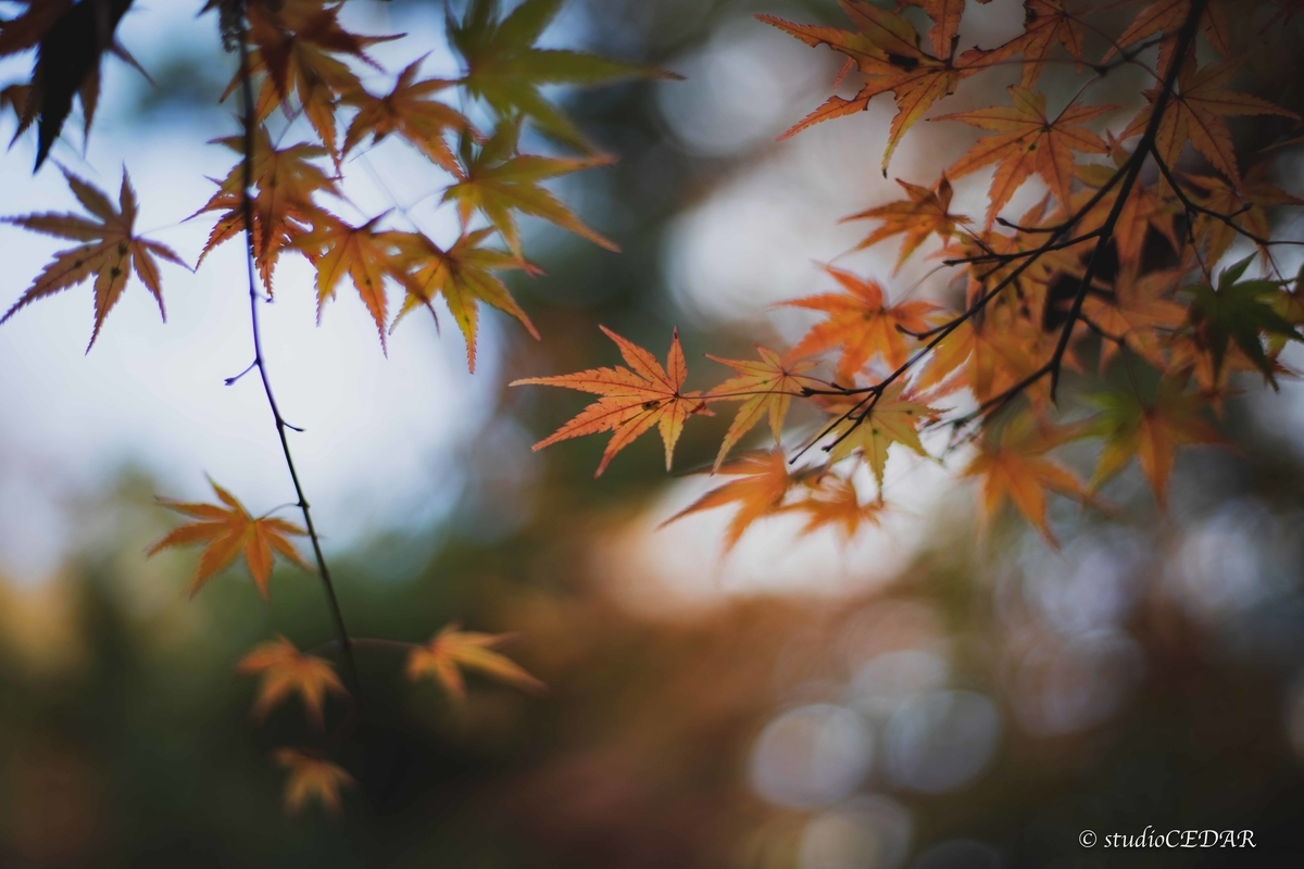 f:id:Studiocedarv:20191130221233j:plain