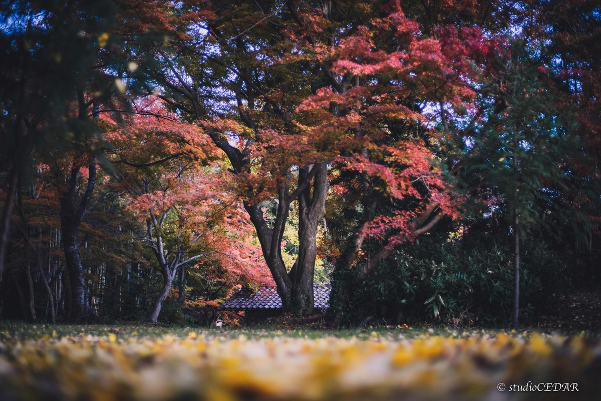 f:id:Studiocedarv:20191130221300j:plain