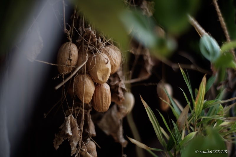 X-E2 7artisans35mmF1.2 作例