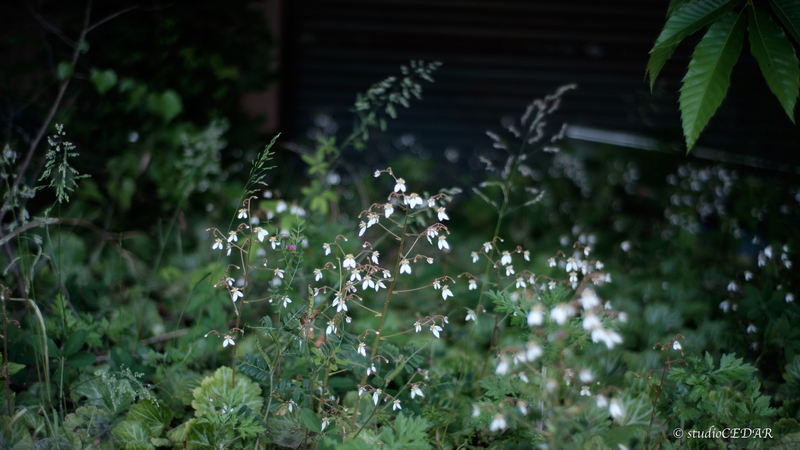 X-E2 7artisans35mmF1.2 作例