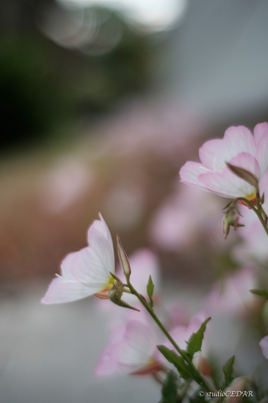 X-E2 7artisans35mmF1.2 作例