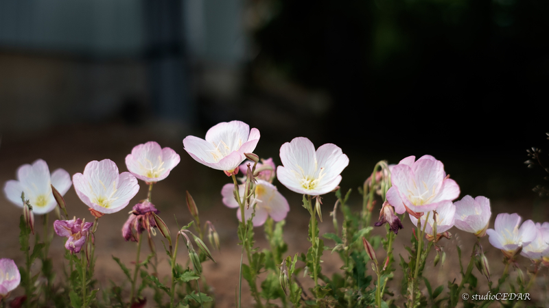 X-E2 7artisans35mmF1.2 作例