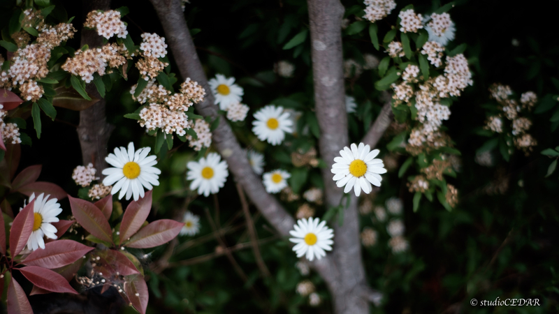 X-E2 7artisans35mmF1.2 作例