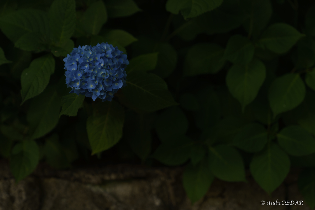 紫陽花　撮って出し