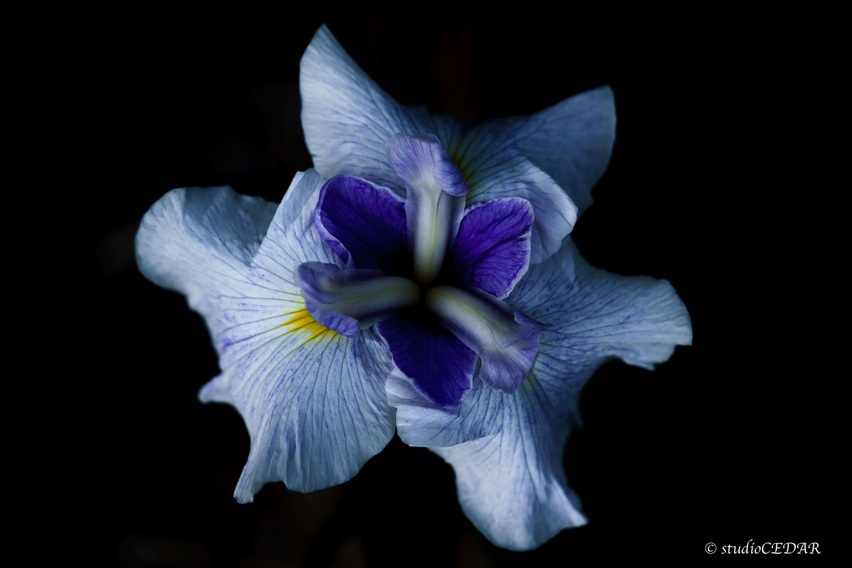 花菖蒲