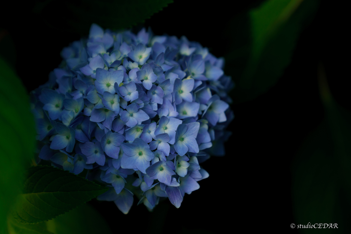 紫陽花