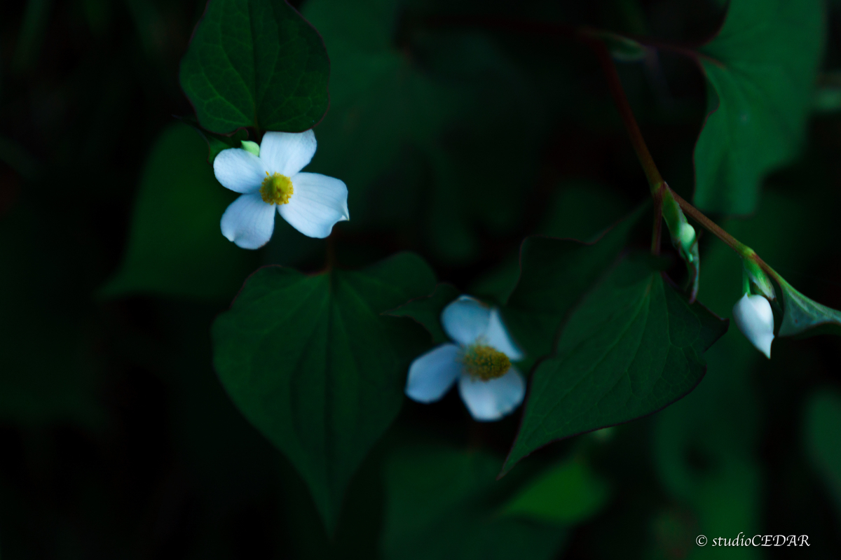 ドクダミの花