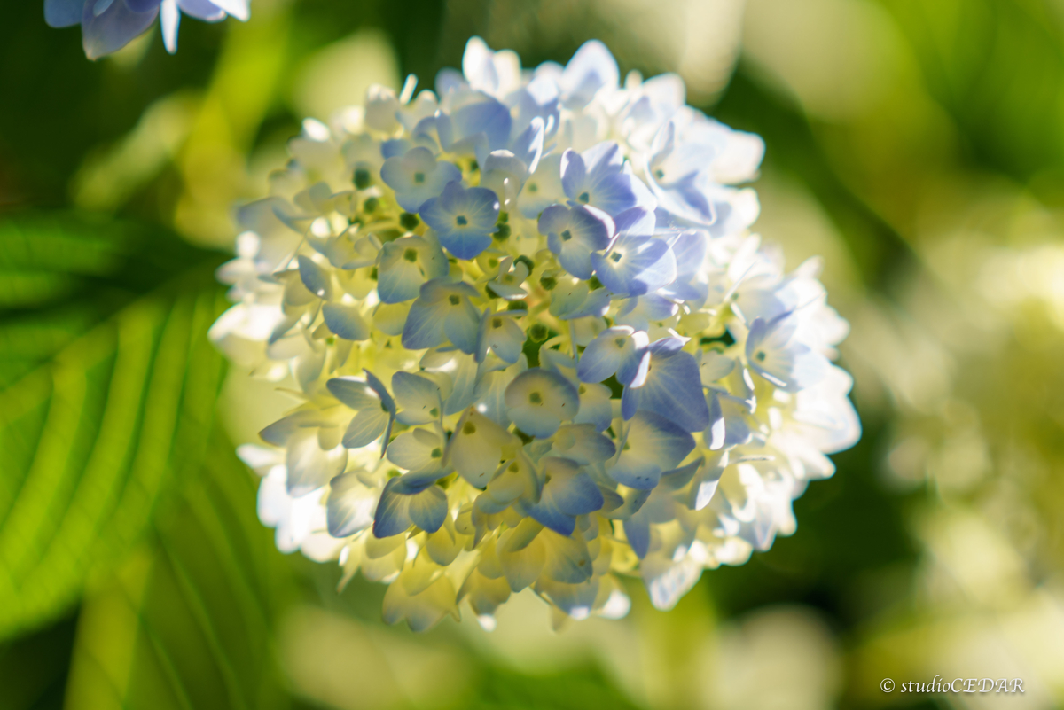 紫陽花