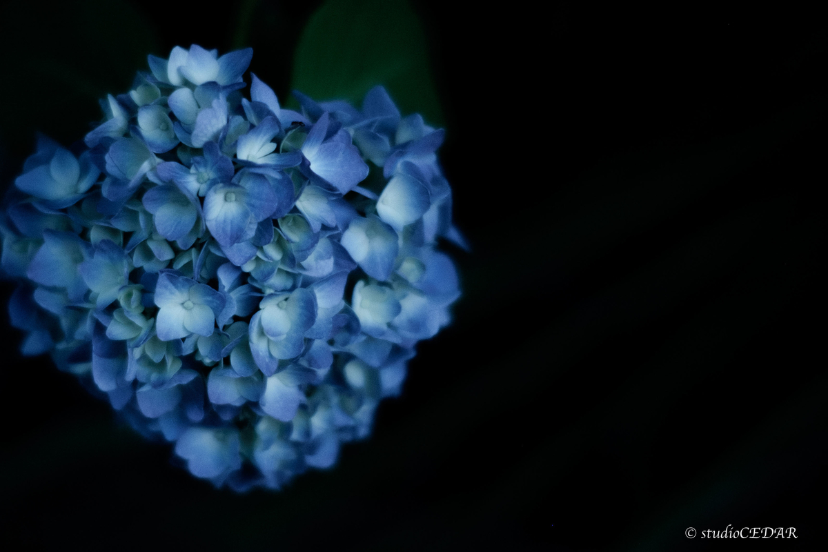 紫陽花