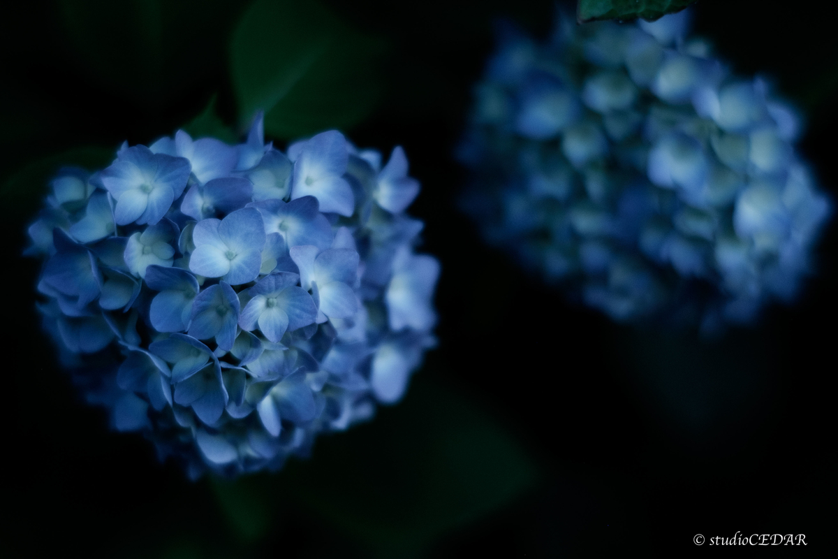 紫陽花