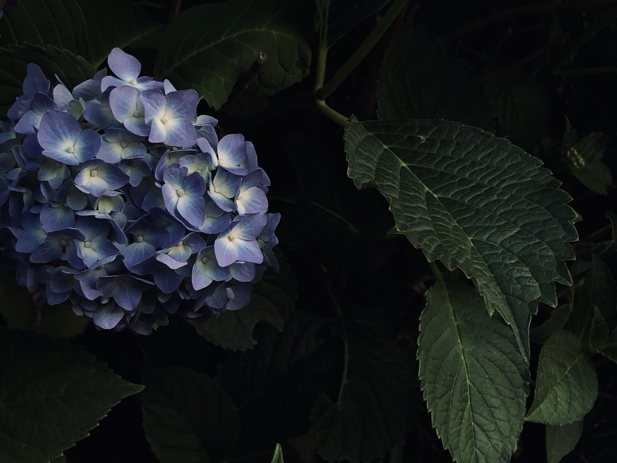 f:id:Studiocedarv:20200611195303j:plain