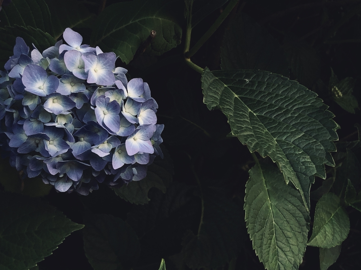 紫陽花 あじさい をスマホでうまく撮る時の設定とコツ21年版 すぎっち のジモログ 紫陽花 あじさい をスマホでうまく撮る時の設定とコツ21年版 すぎっち のジモログ