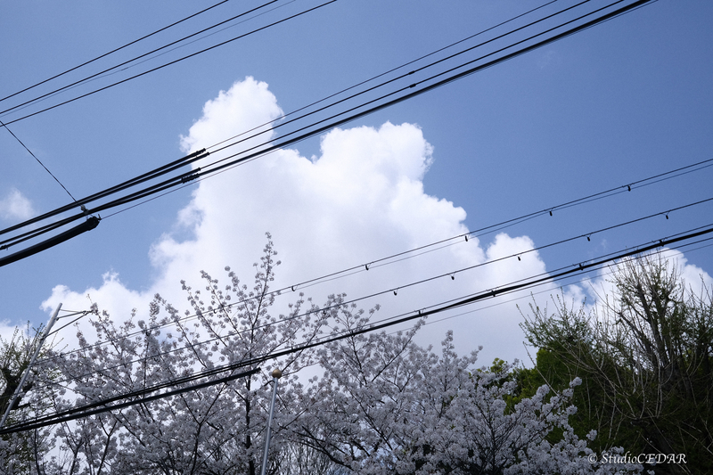X100V　作例