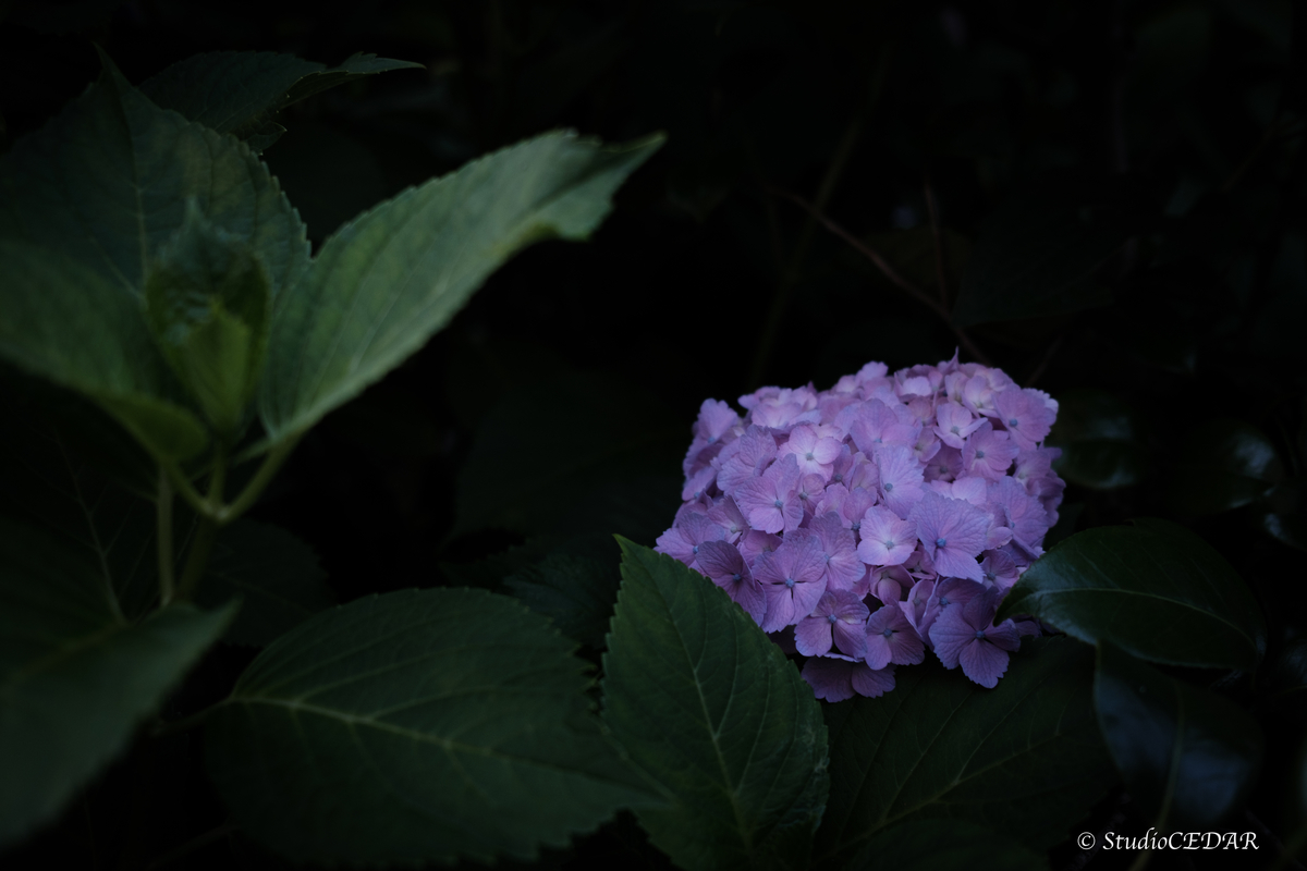 紫陽花