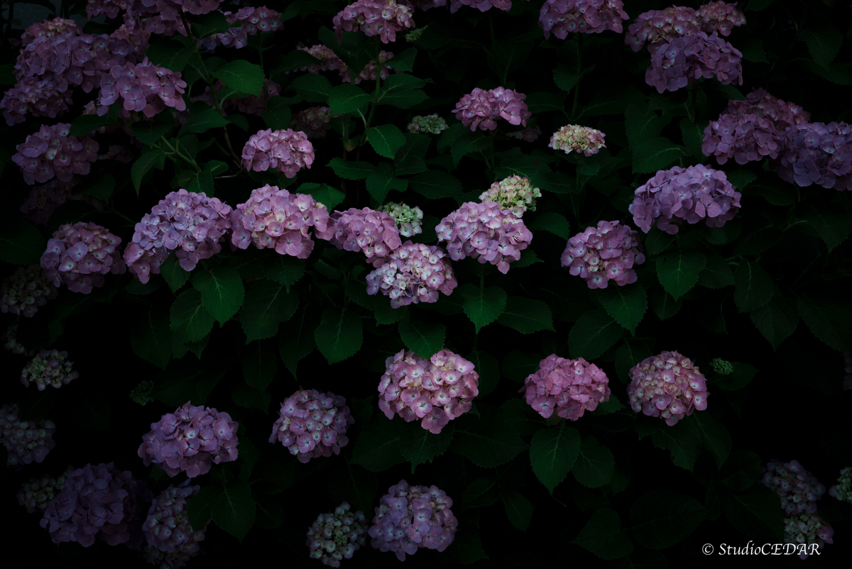 紫陽花