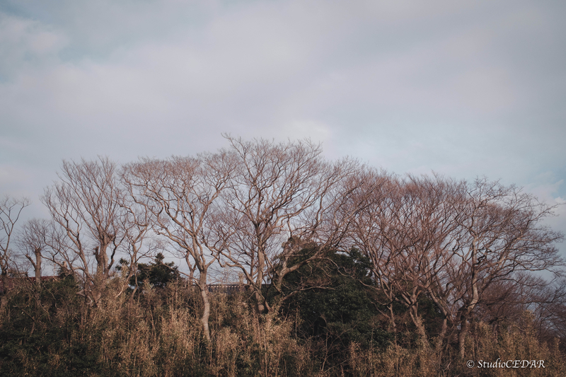 X100V 作例