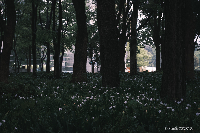 X100V　作例