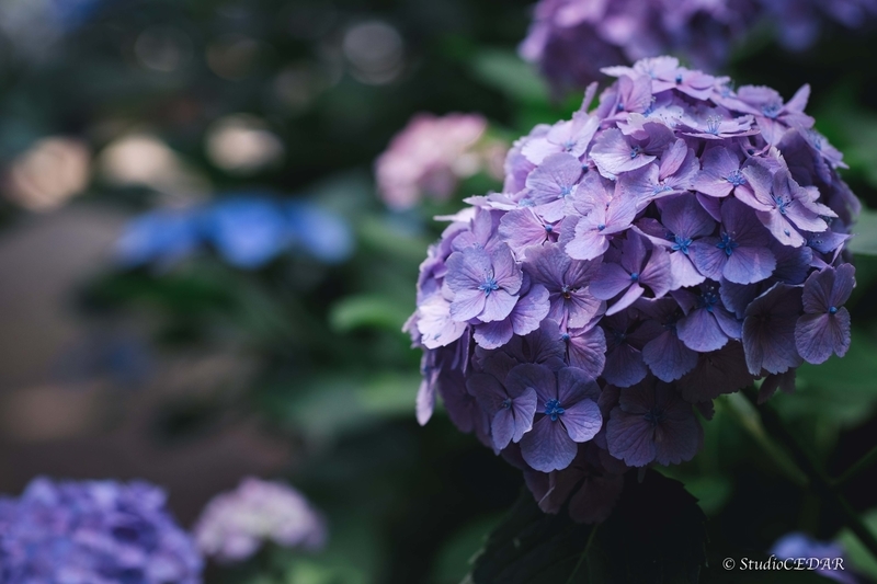 X-E2 作例