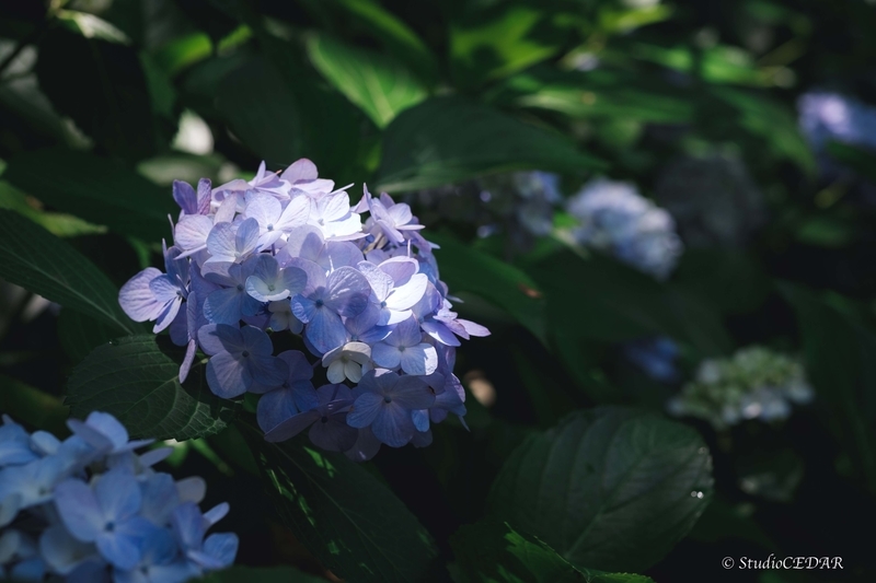 X-E2 作例