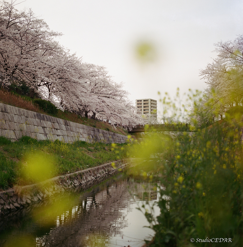 ハッセルブラッド portra400 作例