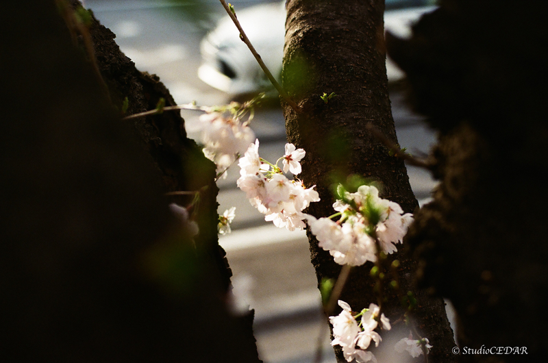 CONTAXAria 作例